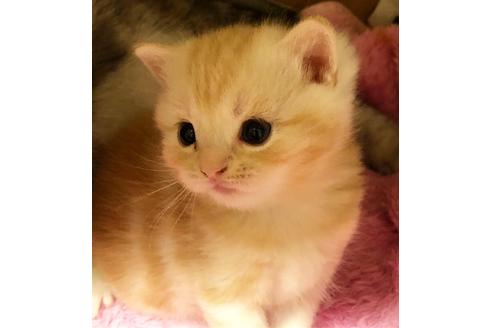 成約済の大阪府のマンチカン-7257の3枚目